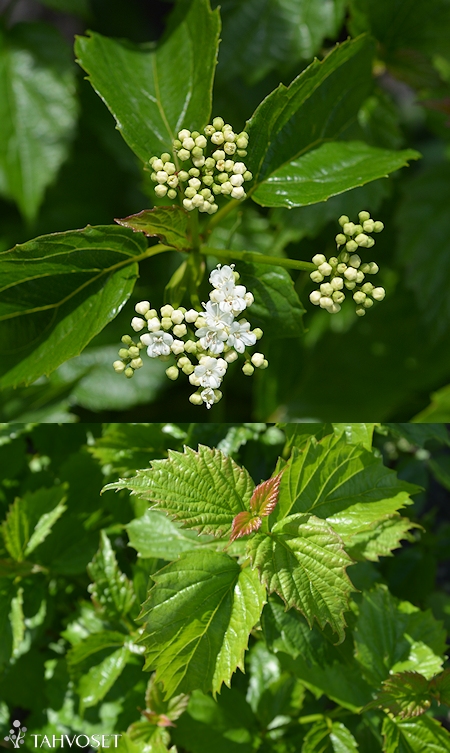 Viburnum dentatum 'Blue Muffin', hammasheisi